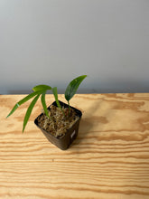 Load image into Gallery viewer, 213. Amydrium Zippelanium