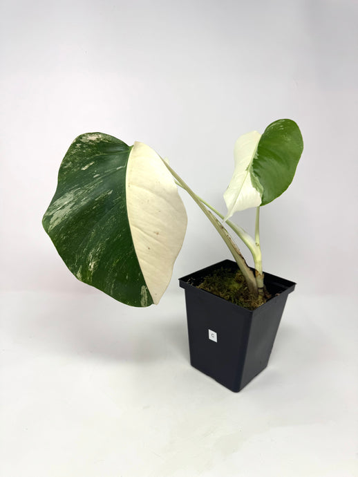 Monstera Deliciosa Albo Variegated C