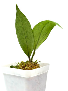 Hoya Germany Silver