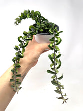 Load image into Gallery viewer, Aeschynanthus Radicans ‘Curly’