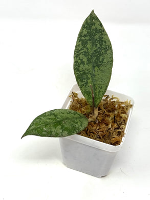 Hoya Lambii Silver C