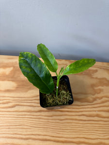 31. Hoya Multiflora White Margins Variegated
