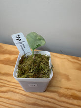 Load image into Gallery viewer, 174. Hoya Coriacea Silver