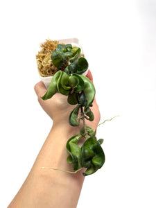 Hoya Carnosa Compacta (Large)