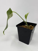 Load image into Gallery viewer, Monstera Deliciosa Albo Variegated N