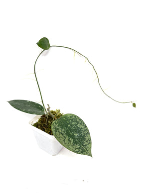 Hoya Glabra Silver D