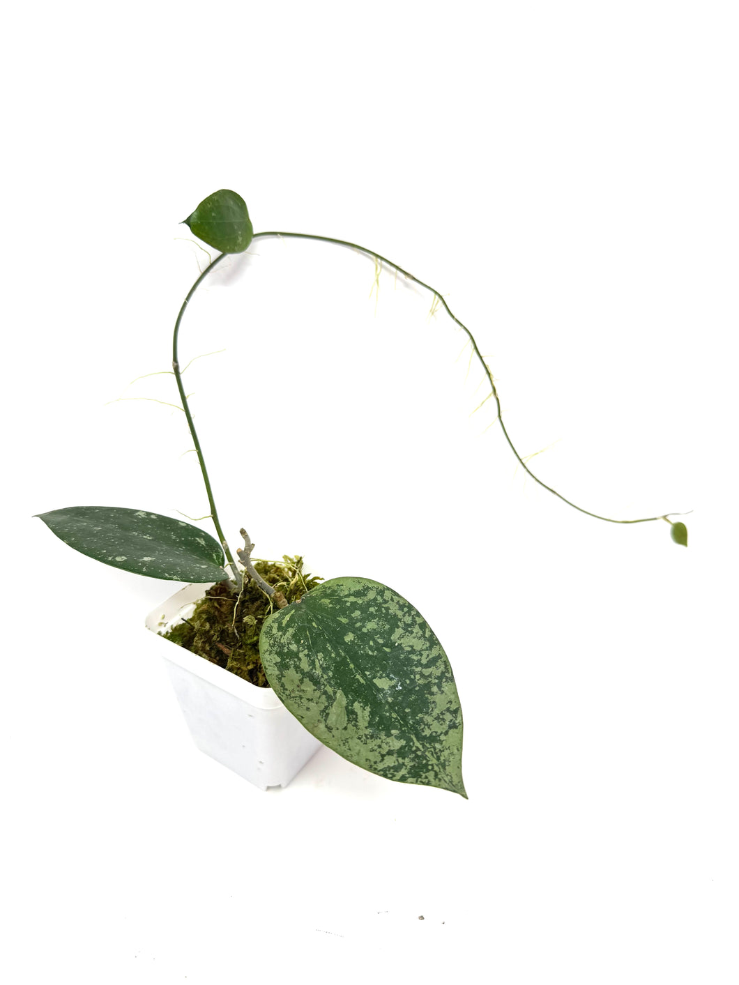 Hoya Glabra Silver D