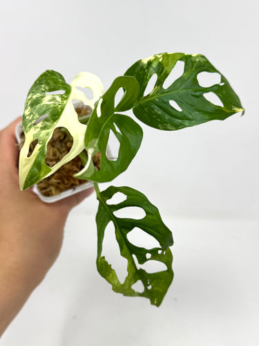 Monstera Adansonii Variegated G