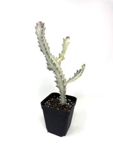 Load image into Gallery viewer, Euphorbia Lactea ‘White Ghost’ (large size) (Ships within Canada only)