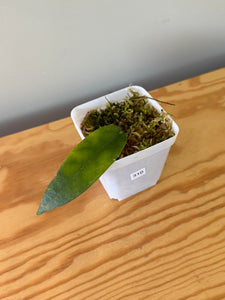 310. Hoya Stenaokei