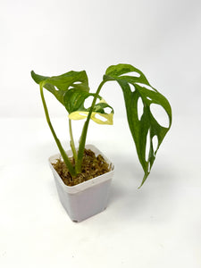 Monstera Adansonii Variegated J