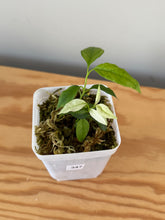 Load image into Gallery viewer, 347. Hoya Multiflora White Margins Variegated