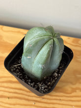 Load image into Gallery viewer, 184. Myrtillocactus Geometrizans- ships within Canada only