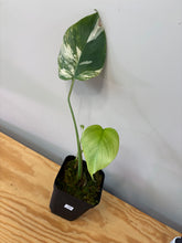 Load image into Gallery viewer, 146. Monstera Deliciosa Albo Variegated