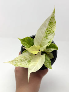 Anthurium Hookeri Variegated