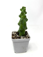 Load image into Gallery viewer, Myrtillocactus Geometrizans Fukurokuryuzinboku 'Boobie Cactus' - Ships within Canada only