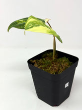 Load image into Gallery viewer, Philodendron Gloriosum Variegated C
