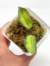 Load image into Gallery viewer, Hoya Carnosa ‘Argentea Princess’ A