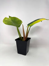 Load image into Gallery viewer, Philodendron Green Congo Variegated