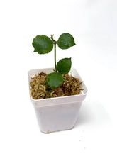 Load image into Gallery viewer, Hoya Endauensis