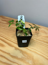 Load image into Gallery viewer, 116. Hoya Lacunosa Variegated