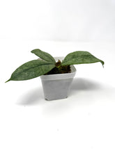 Load image into Gallery viewer, Hoya Mitrata Silver F