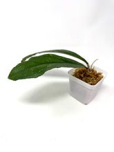 Load image into Gallery viewer, Hoya Chicken Farm