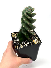 Load image into Gallery viewer, Cereus Forbesii cv. Spiralis &#39;Spiral Cactus&#39; (Ships within Canada only)