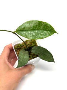Hoya Mitrata Silver C