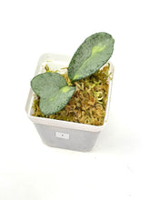 Load image into Gallery viewer, Hoya Carnosa ‘Argentea Princess’ I