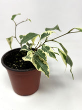 Load image into Gallery viewer, Ficus Benjamina ‘Starlight’