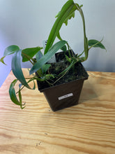 Load image into Gallery viewer, 53. Philodendron Mayoi