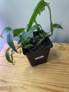53. Philodendron Mayoi