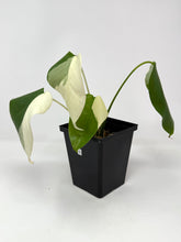 Load image into Gallery viewer, Monstera Deliciosa Albo Variegated G