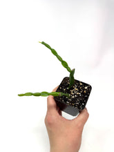 Load image into Gallery viewer, Rhipsalis Paradoxa (Ships within Canada only)