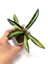 Load image into Gallery viewer, Hoya Kentiana Variegated