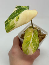Load image into Gallery viewer, Philodendron Gloriosum Variegated E