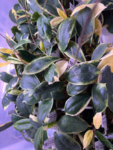 Load image into Gallery viewer, Hoya Incrassata Albo Variegated