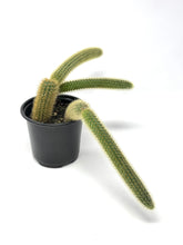 Load image into Gallery viewer, Cleistocactus Winteri “Golden Rat Tail” - Ships within Canada only