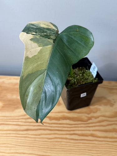 90. Philodendron Bipennifolium Variegated ‘Violin’