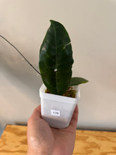 Load image into Gallery viewer, 176. Hoya Megalaster