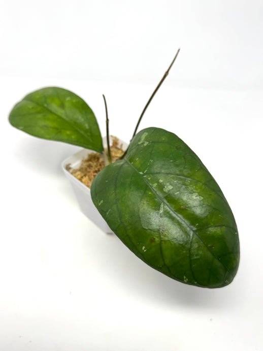 Hoya Irina (Finlaysonii x Meredithii)
