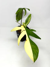 Load image into Gallery viewer, Philodendron Florida Beauty D