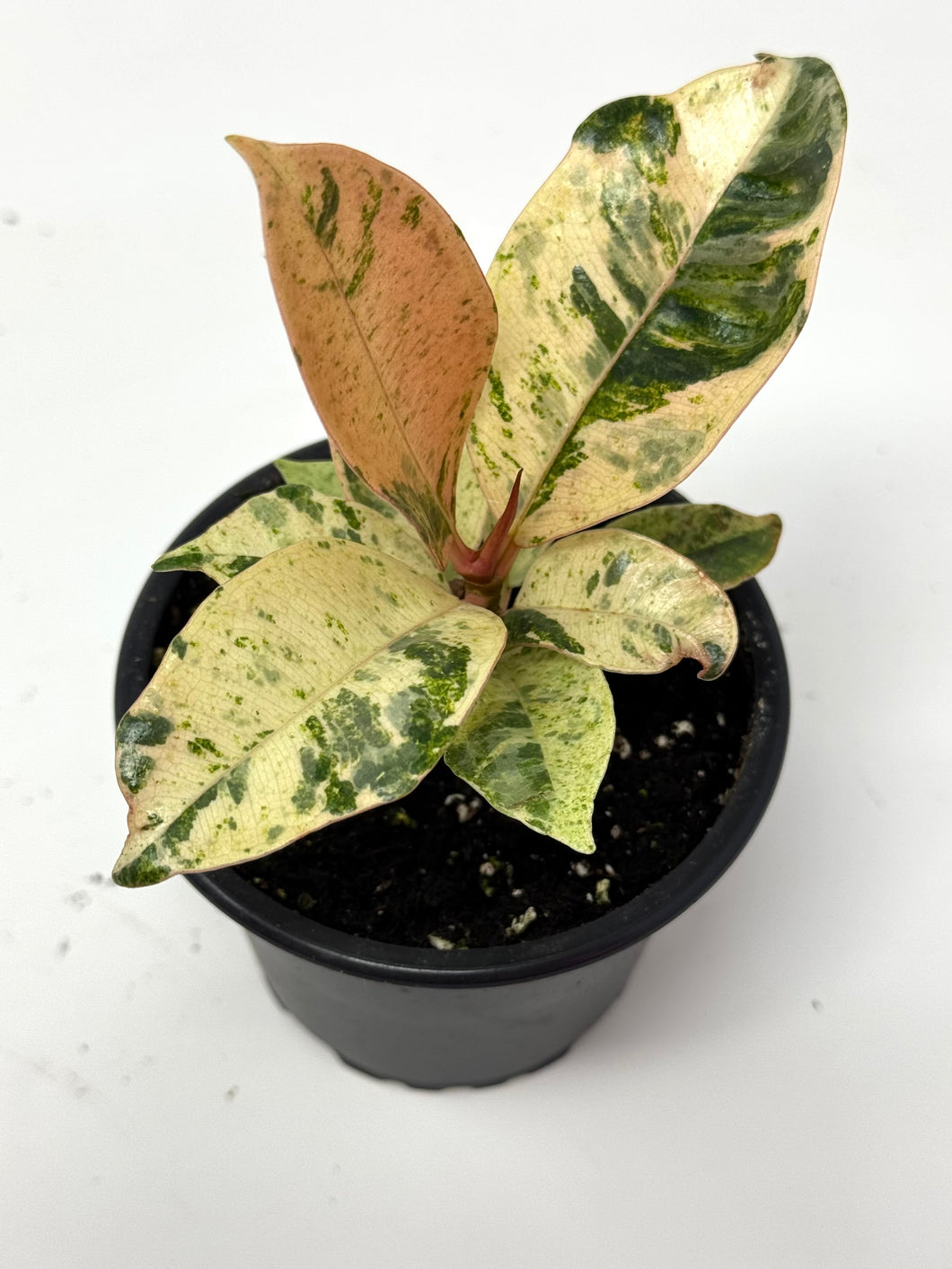 Ficus Shivereana Moonshine (Ships within Canada only)