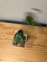 Load image into Gallery viewer, 295. Hoya Forbesii Splash