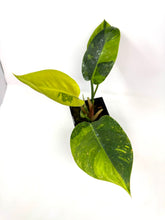 Load image into Gallery viewer, Philodendron Green Congo Variegated