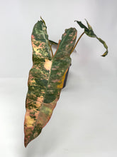 Load image into Gallery viewer, Philodendron Billietiae Variegated A
