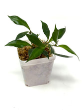 Load image into Gallery viewer, Hoya Bakoensis