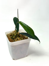 Load image into Gallery viewer, Hoya Rostellata 'Hummingbird'