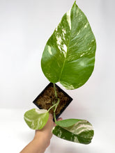 Load image into Gallery viewer, Monstera Deliciosa Albo Variegated J